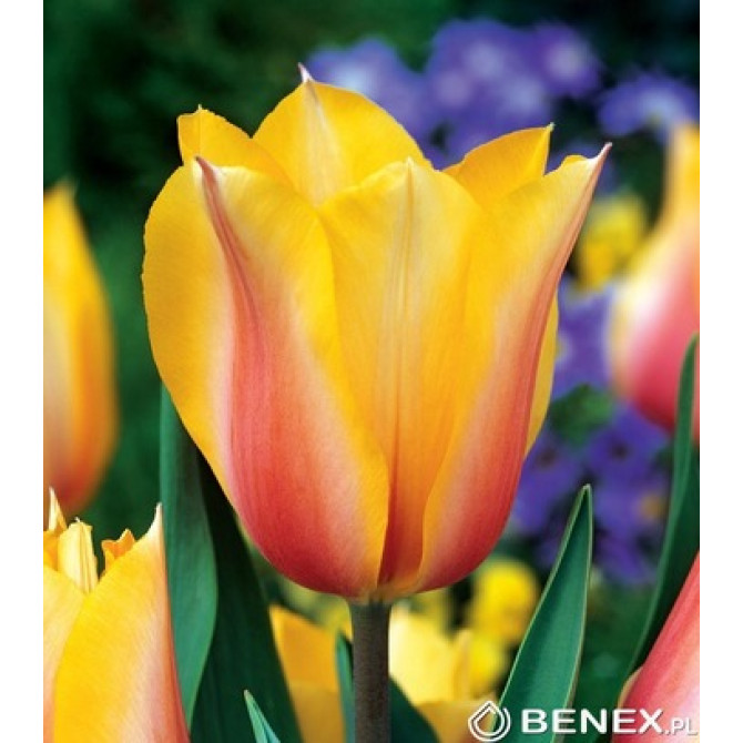 Tulpes Triumf Blushing Lady 11/12 50gb