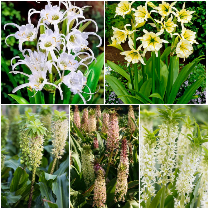 Eikomes, Ismenes Izlase 16/+  50gab