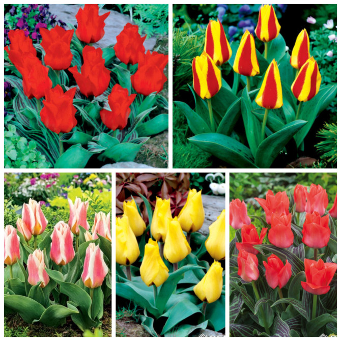 Tulpes zemās Greiga gr. 10/11 5šķ. 250gab