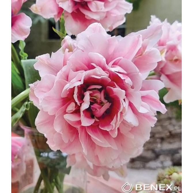 Tulpes Magic Sensation 11/12 30gab