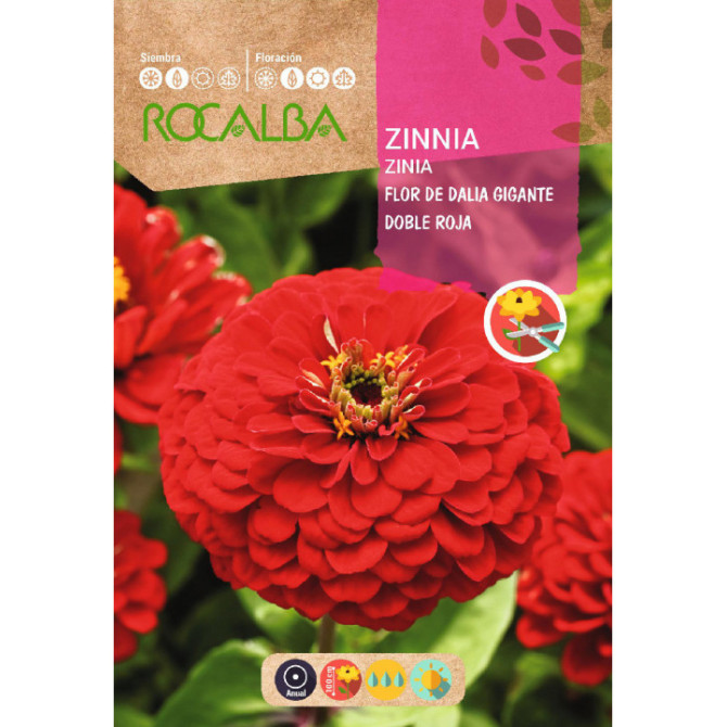 Cinnijas dālijziedu sarkanas 4g