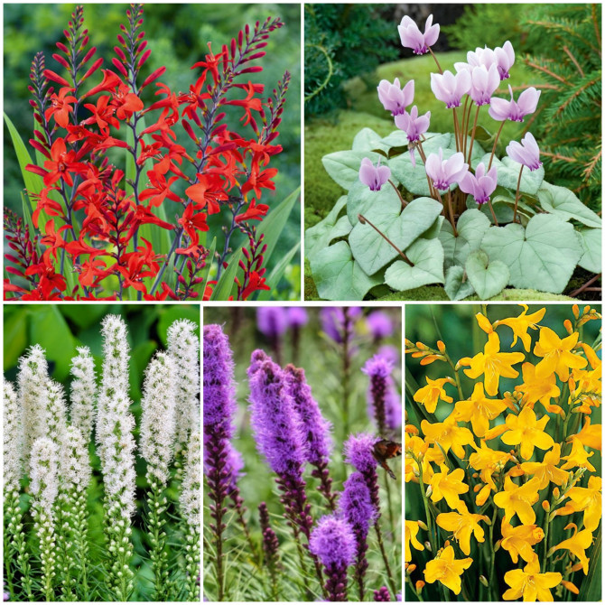 Sīpolpuķes Izlase nr.A 450gab