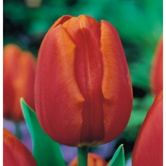 Tulpes triumfa gr. ORANGE CASSINI 12/+ 50gab