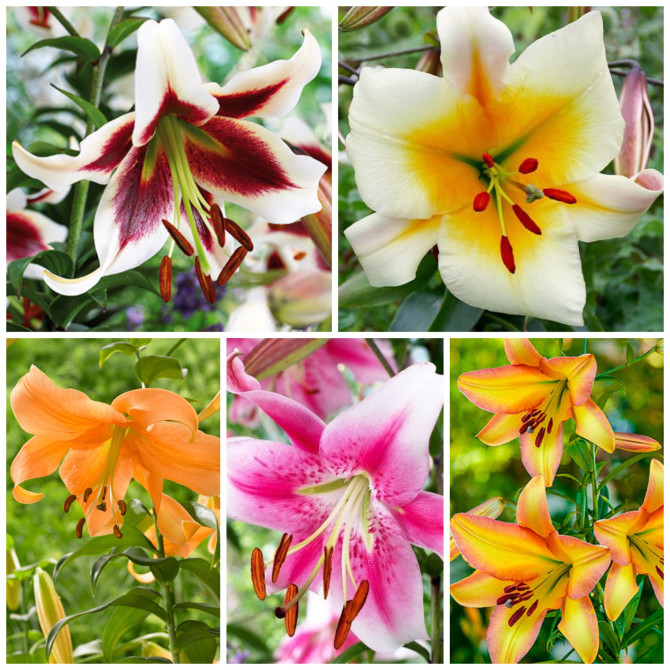 Lilijas OT hibrīdi NR.1 18/20 5šķ. 40gab