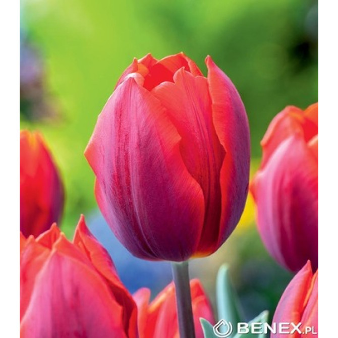 Tulpes Triumfa Couleur Cardinal 11/12 50gb