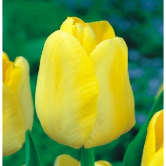 Tulpes triumfa gr. YELLOW 10/11 50gab