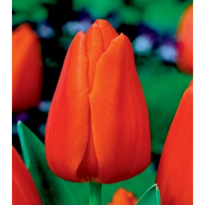 Tulpes Triumph Orange 12/+ 50 gab