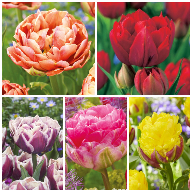 Tulpes pildītās Izlase Nr.5 11/12 5 šķirnes 75gab