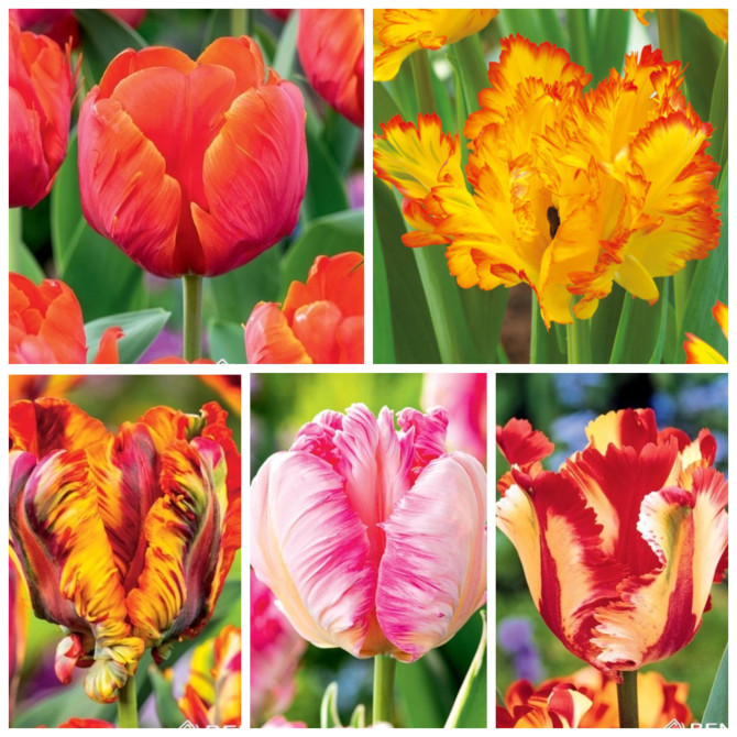 Tulpes papagaiļziedu Izlase NR.3, 11/12 75gab 