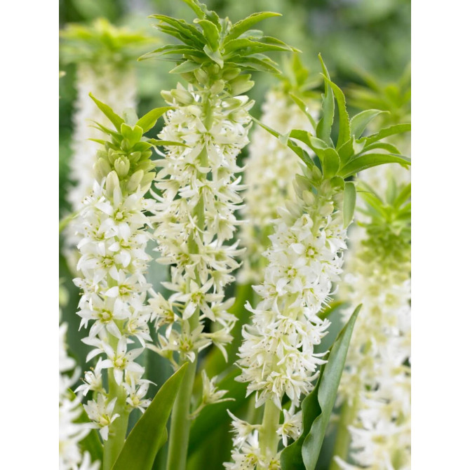 Eikome Autumnalis 14/+ 10gab