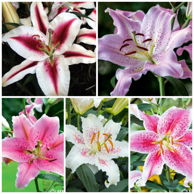Lilijas Austrumu Izlase Nr.1 18/20 80gab