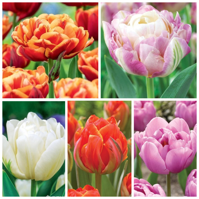 Tulpes pildītas 7 5šķ. 11/12 125gab