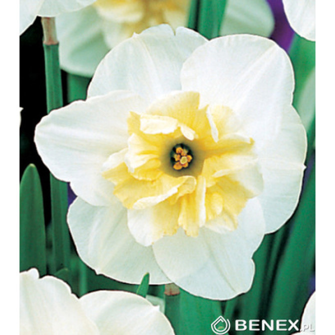 Narcises Papilon Blanc 12/14 20gab