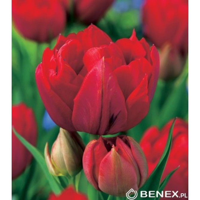 Tulpes pildītās Red Princess 11/12 30gab