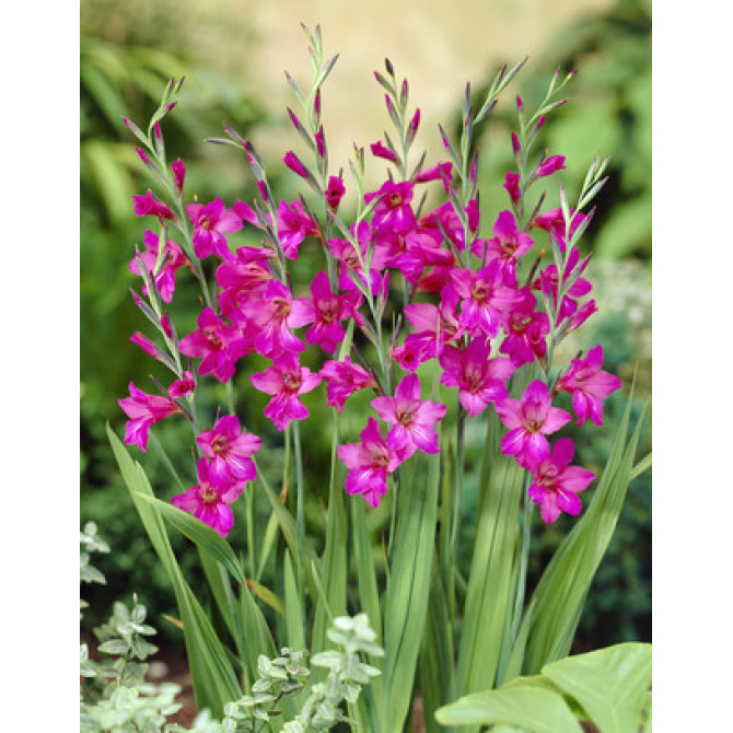 Gladiolas Bizantijas 6/+ 50gab