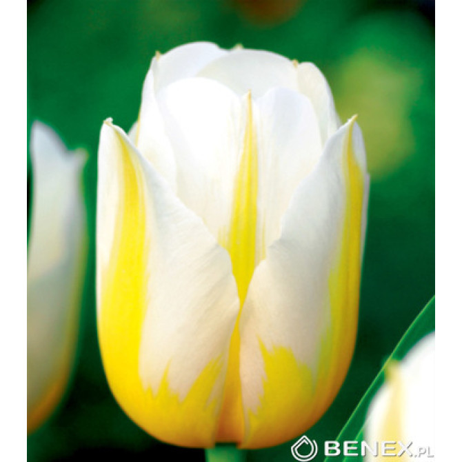 Tulpes Triumfa Flaming Coquette 11/12 50gb