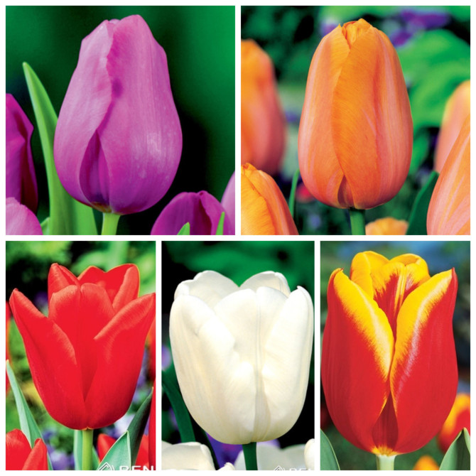Tulpes Triumfa gr. Izlase Nr.2 5šķ. 250gab