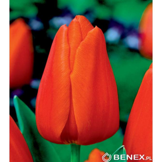 Tulpes triumfa gr. ORANGE 10/11 50gab