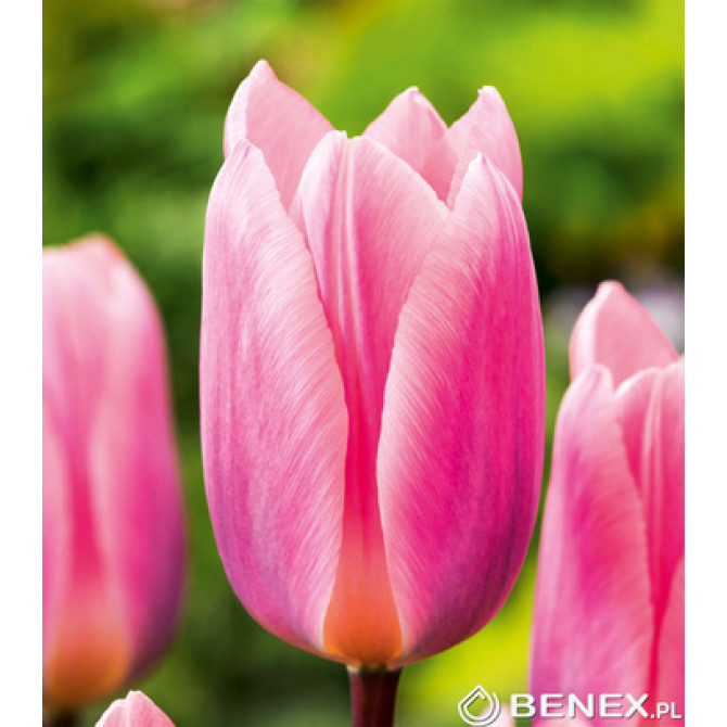 Tulpes LIGHT AND DREAMY 11/12 50gab