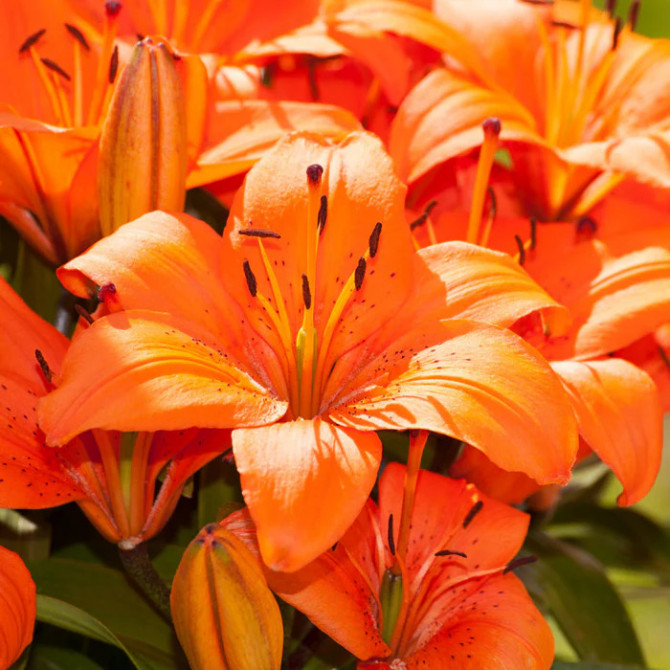 Lilijas Āzijas ORANŽAS 18/20 16gab