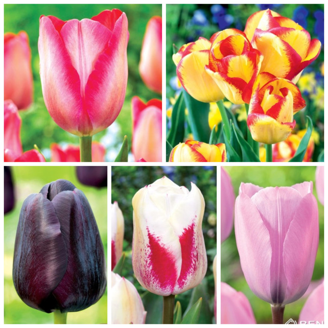 Tulpes Triumfa izlase Nr.9 11/12 250gab
