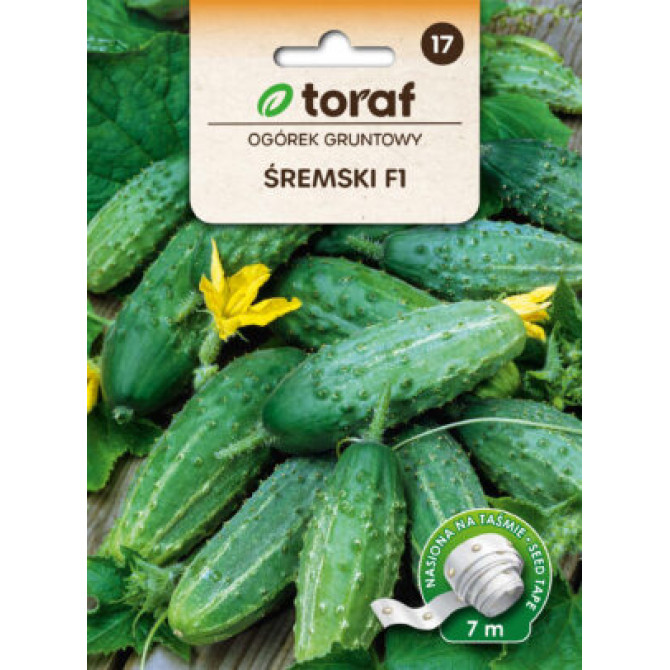 Gurķi Šremski F1 uz lentes 7m