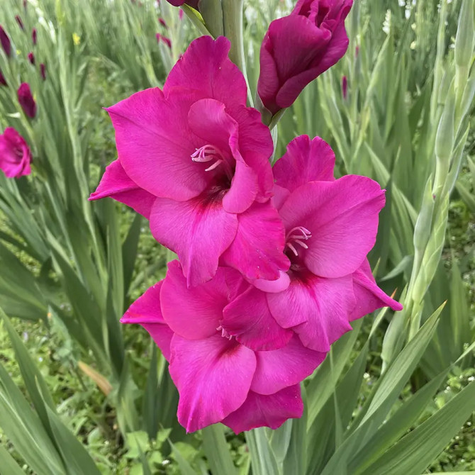 Gladiolas Thalia 12/14 60gab