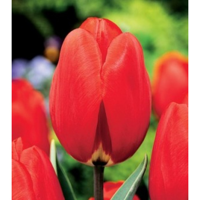 Tulpes Sky High Scarlet 11/12 50 gab