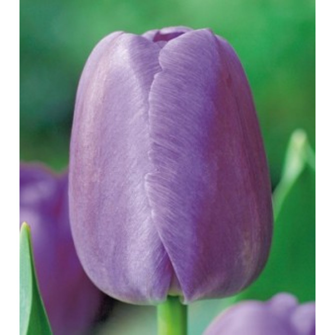 Tulpes Purple Pride 11/12 50 gab