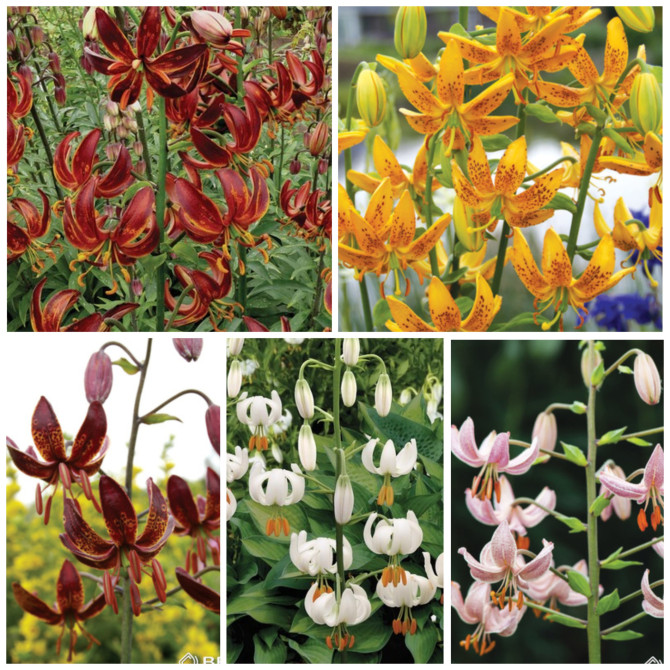 Lilijas Martagonlilijas izlase 5šķirnes 16/18 25gab