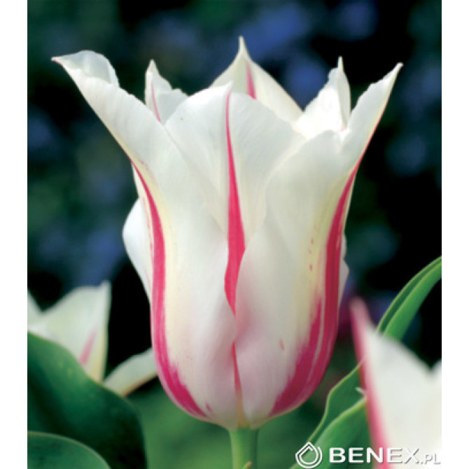Tulpes lilijziedu Marilyn 11/12 50gab