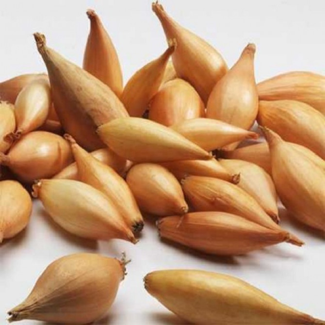 Sīksīpoli Birnformige 8-16mm 10kg