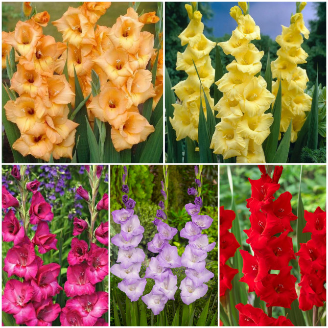Gladiolas lielz. Izlase NR.4 12/14 5šķ. 300gab