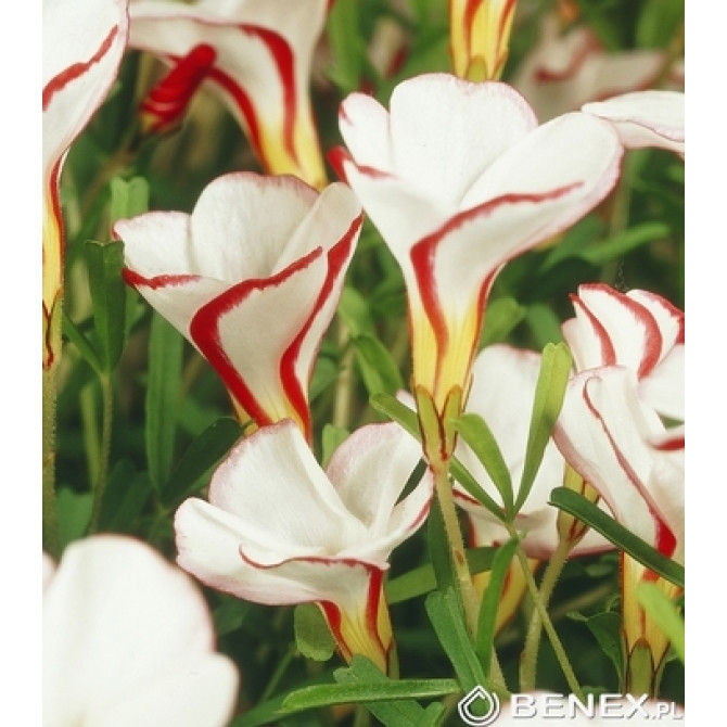 Zaķskābenes Versicolor 20gab