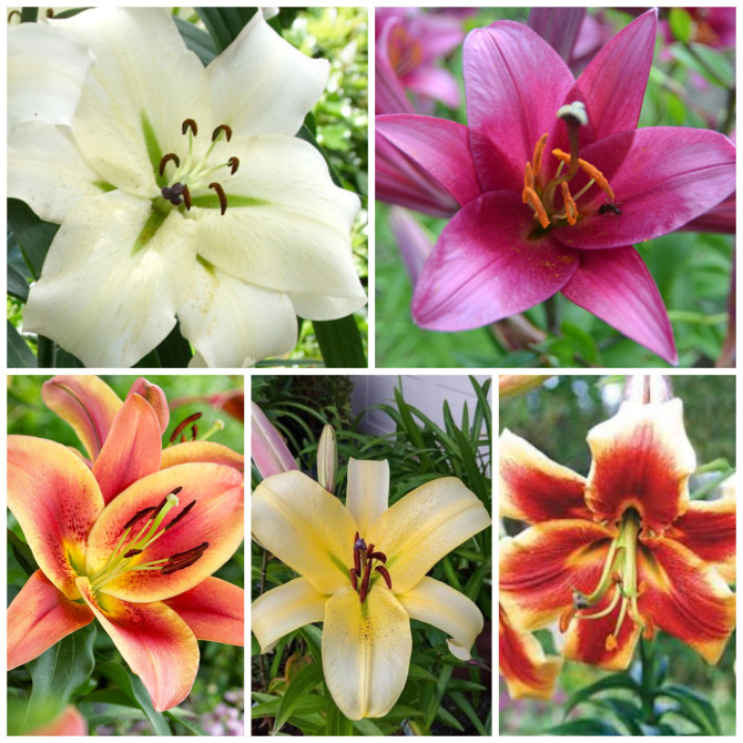 Lilijas OT Izlase Nr.2 16/18 5šķ. 50gab
