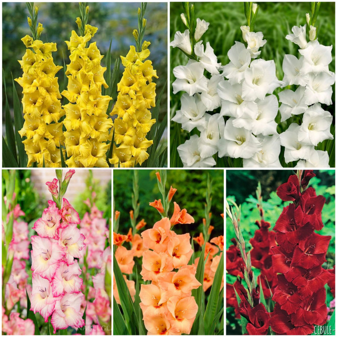 Gladiolas lielziedu 1 14/+ 5šķ. 150gab