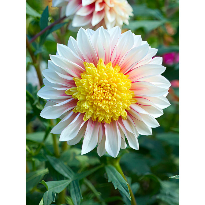 Dālijas anemonziedu Polka 8gab