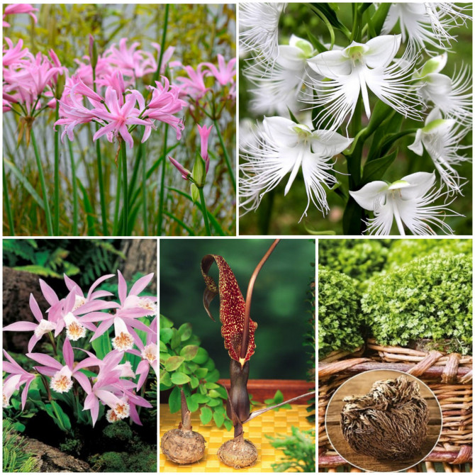 Sīpolpuķes dažādas MIX Izlase 5šķ. 45gab