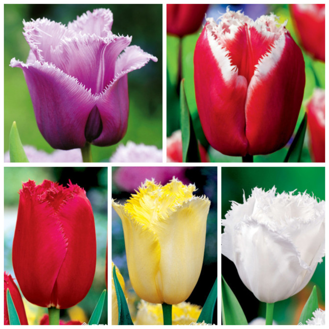 Tulpes bārkšziedu Izlase NR.2, 11/12 250gab