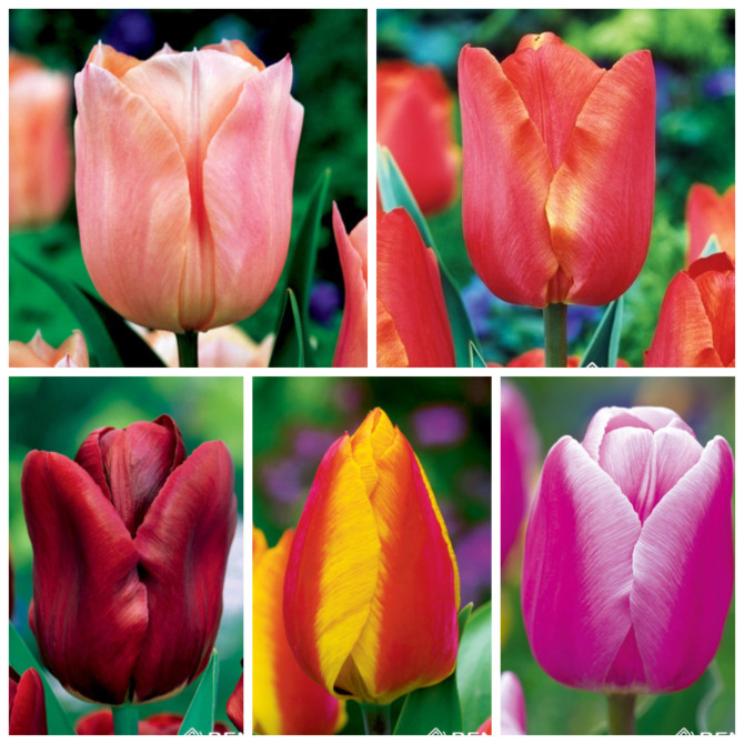 Tulpes AGRĀS izlase 11/12 125gab