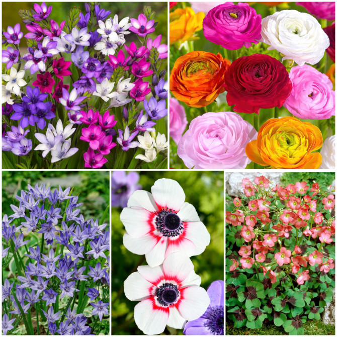 Mazo sīpoli izlase B 5/+ 750gab