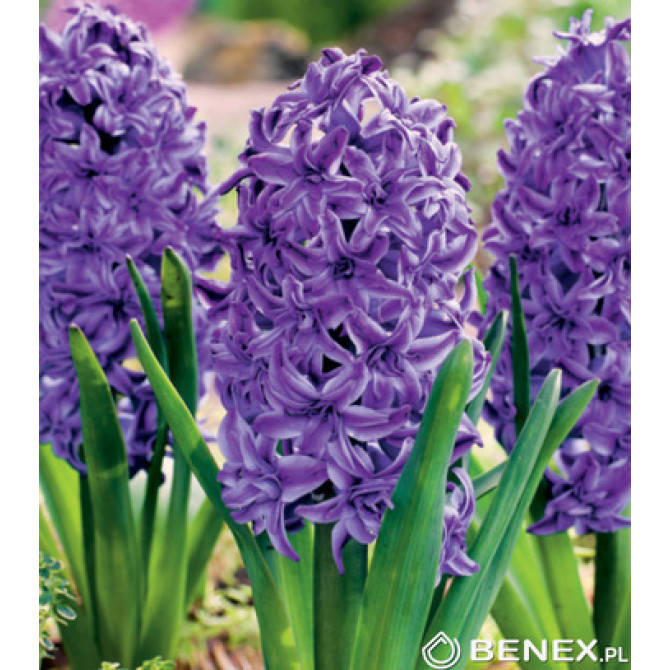 Hiacintes pildītas LILI PURPLE 15/16 20gab