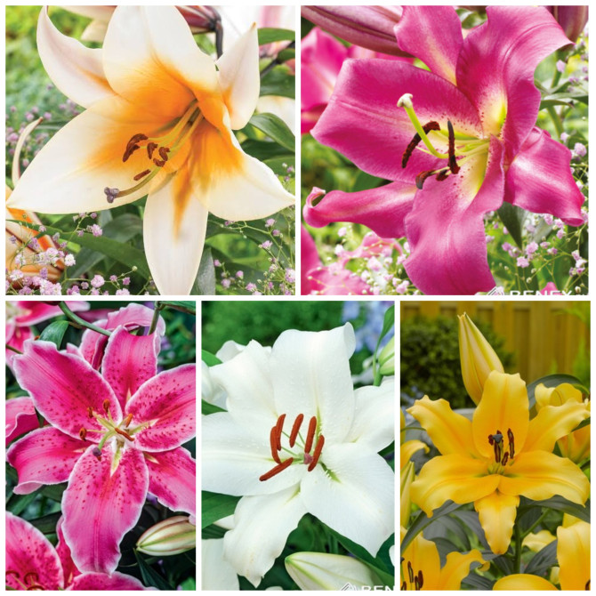 Lilijas OT Izlase NR.4, 16/18 5šķ.100gab