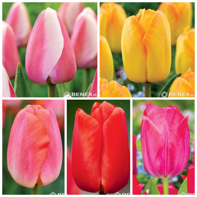 Tulpes Darwina 4 izlase 11/12 250gb