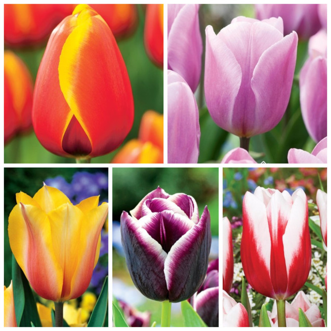 Tulpes Triumfa gr. Izlase Nr.5 11/12 250gb