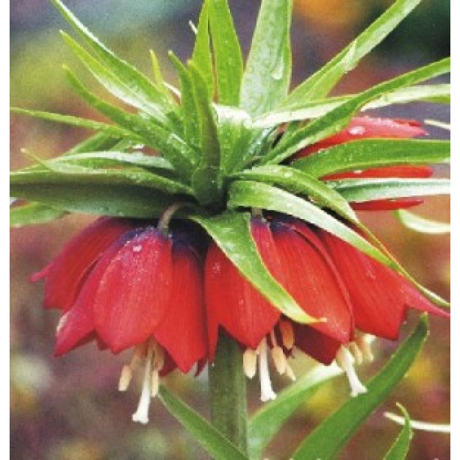 Fritilārija karaliskā RUBRA MAXIMA 20/24 8gab