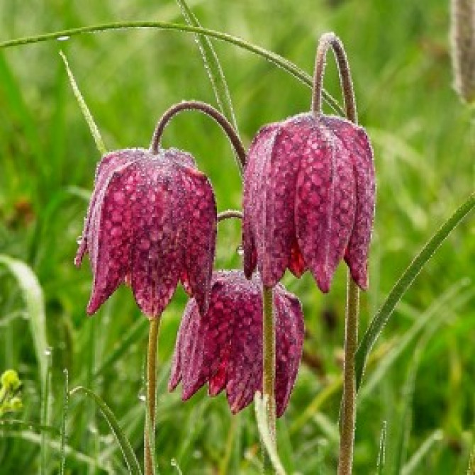 Fritilārija RŪTAINĀ 6/+ 50gab