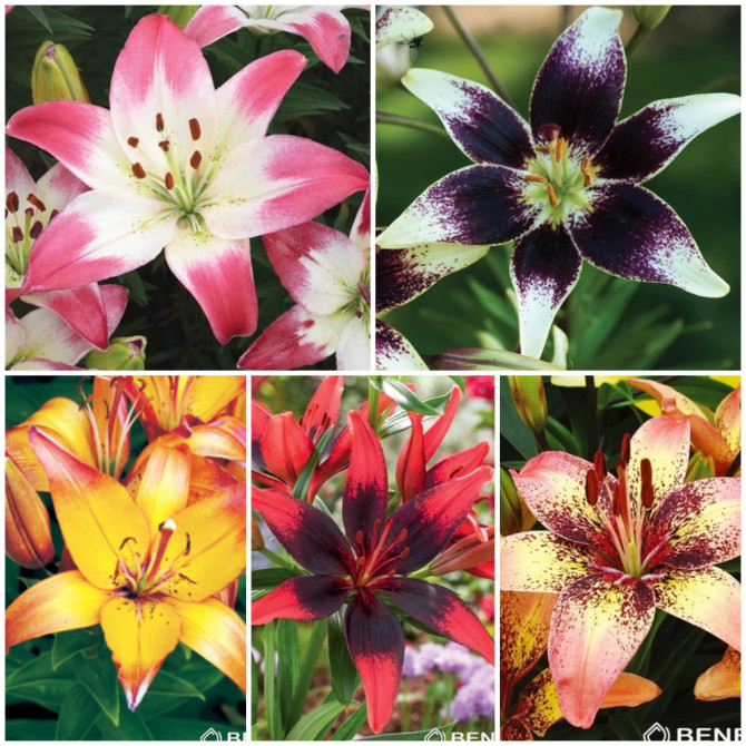 Lilijas Āzijas Divkrāsu Izlase 18/20 5šķ. 80gab