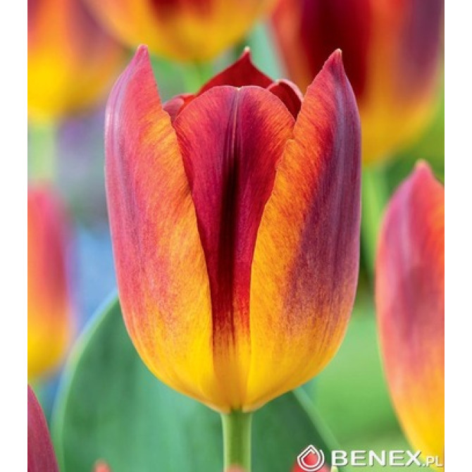 Tulpes Triumfa Amber Glow 11/12 50gab