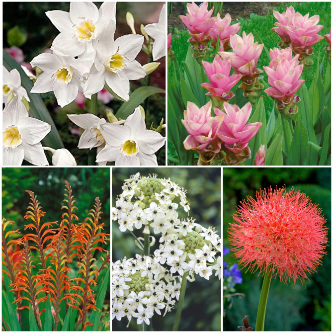 Sīpolpuķes Izlase nr.C 50gab